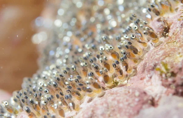 Clown fish eggs macro — Stock Photo, Image