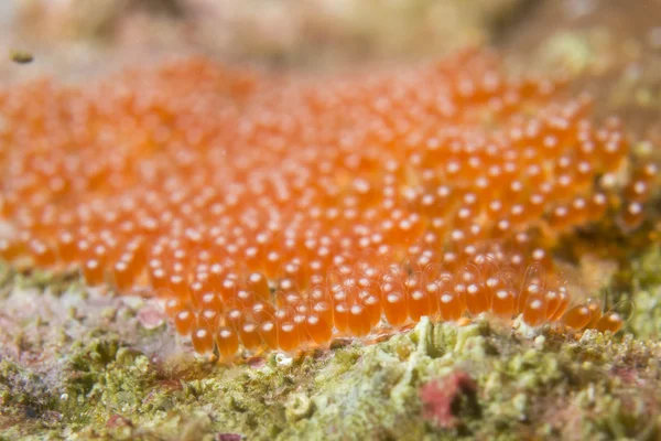オレンジ色のピエロ魚の卵 — ストック写真