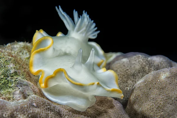 Λευκό nudibranch — Φωτογραφία Αρχείου