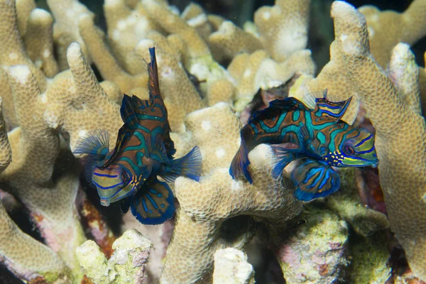 Mandarin fish on hard coral background — Stock Photo, Image