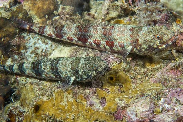 Couple of lizard fish underwater — Stock Photo, Image