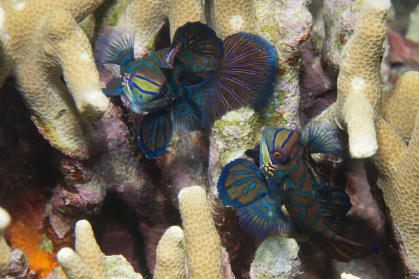 Peixe mandarim sobre fundo de coral duro — Fotografia de Stock