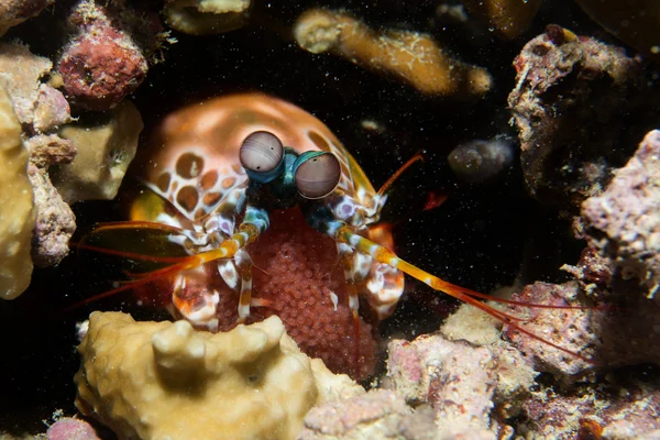 Mantis Lobster defending eggs — Stock Photo, Image