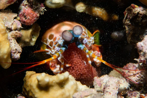 螳螂龙虾捍卫鸡蛋 — 图库照片