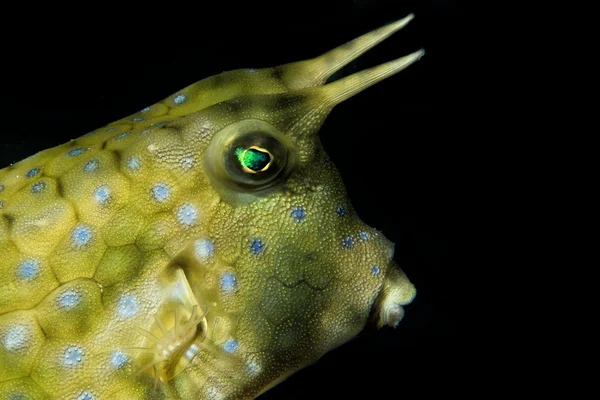 Box Fish Lactoria Cornuta — Stock Photo, Image