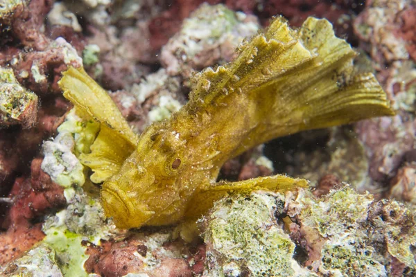 Pesce foglia gialla a Cebu — Foto Stock