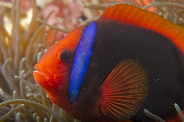Red Clown fish — Stock Photo, Image