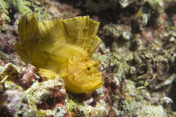 Pesce foglia gialla a Cebu — Foto Stock