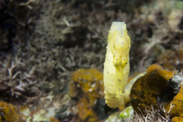 Yellow female sea horse — Stock Photo, Image