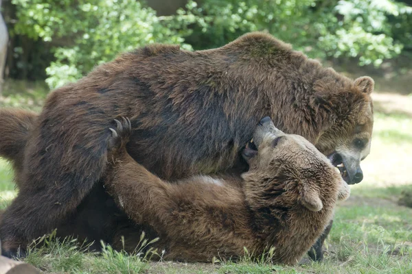 Due orsi grizzly neri mentre combattono — Foto Stock