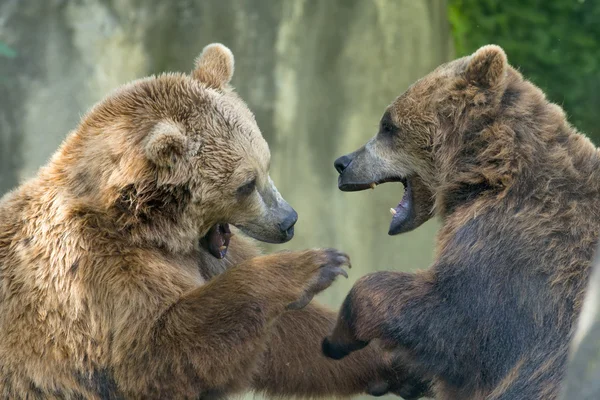 Two black grizzly bears while fighting — Stock Photo, Image