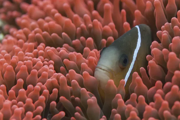 Clown fisk i röda anemone — Stockfoto