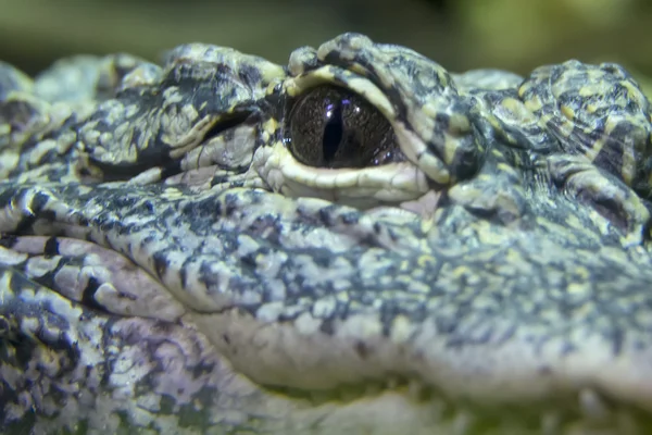 Alligator portrait rapproché — Photo