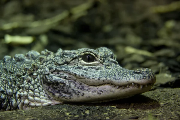 Alligator portrait rapproché — Photo