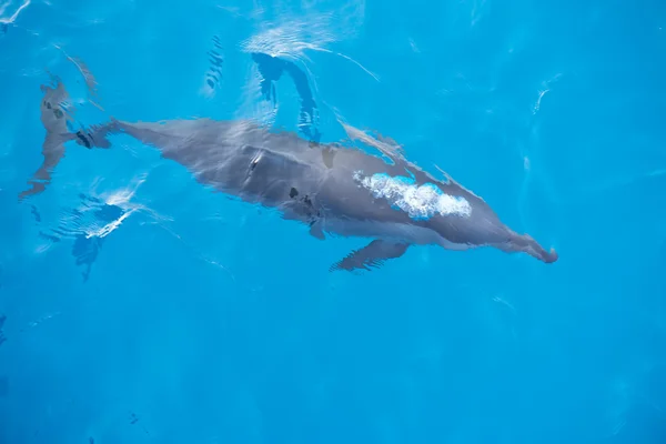 Dauphin bouillonnant dans la mer bleu profond — Photo