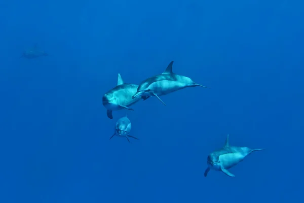 Delfini sott'acqua Incontro ravvicinato — Foto Stock