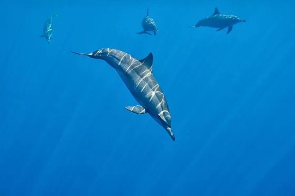 Delfine unter Wasser nahe Begegnung — Stockfoto