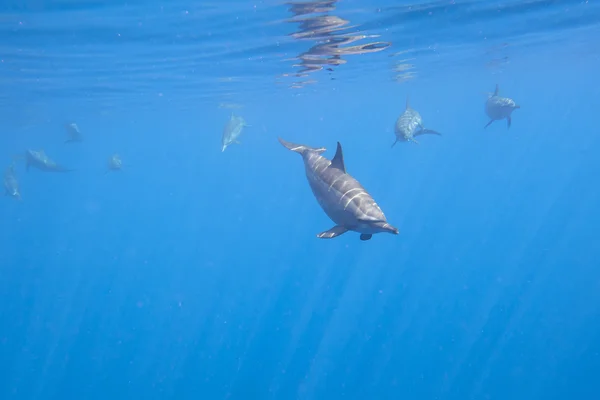 Dolfijnen onderwater sluit ontmoeting — Stockfoto