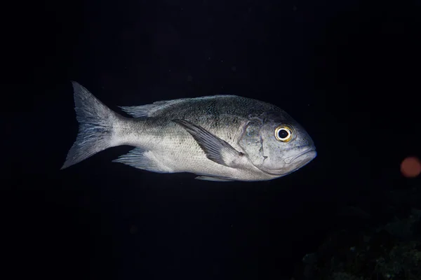 Geïsoleerde grijs vis op de zwarte achtergrond — Stockfoto