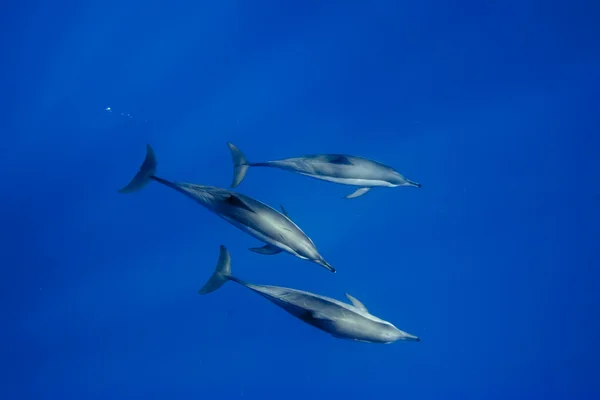 Delfini sott'acqua Incontro ravvicinato — Foto Stock