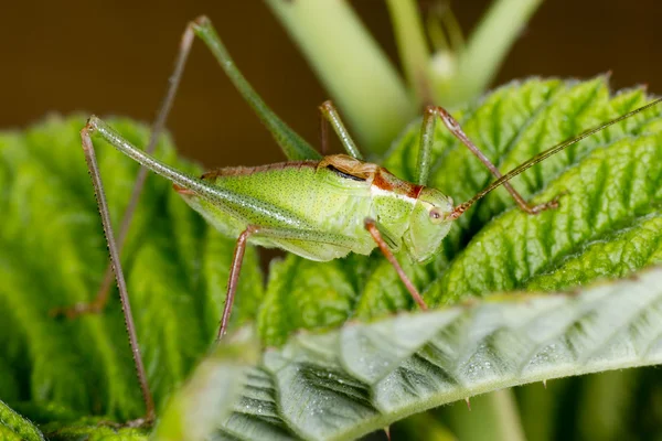 Een groene cricket op raspberry leaf — Stockfoto