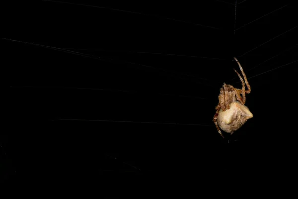 Isolerade spider hangin på webben — Stockfoto