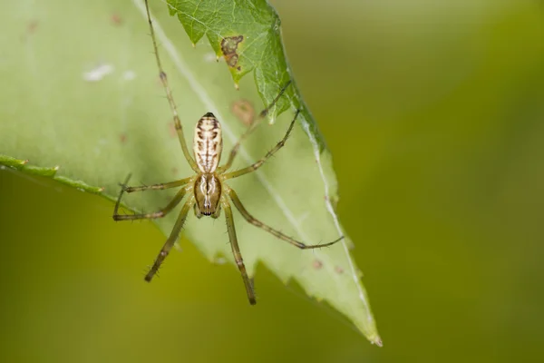 Uma aranha em uma folha — Fotografia de Stock