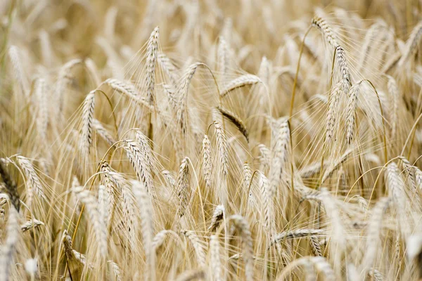 Campo de trigo de grano maduro — Foto de Stock