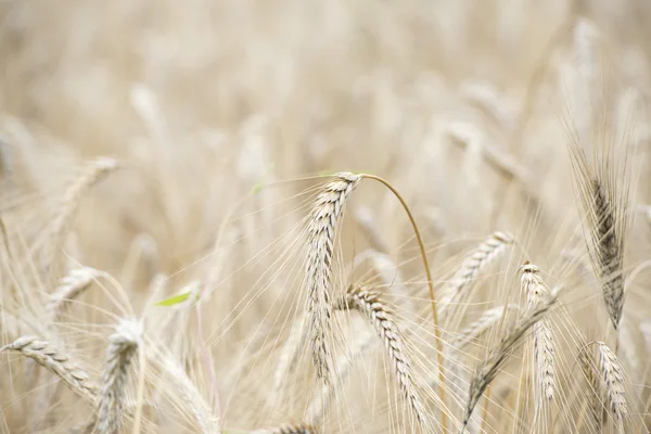 Campo de trigo de grano maduro — Foto de Stock
