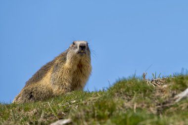 marmot portre