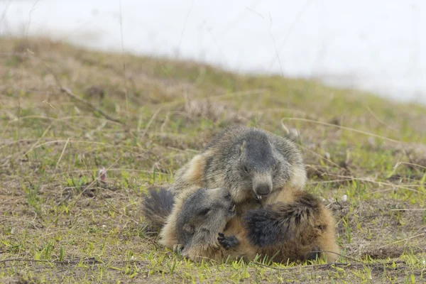 Twee marmot tijdens het spelen — Stockfoto