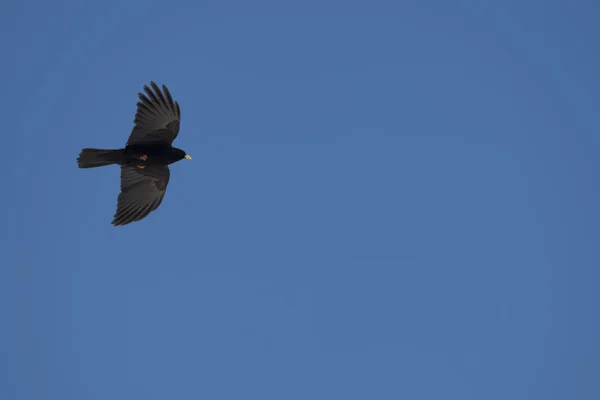 Isolerade blackbird — Stockfoto