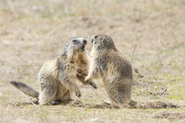 Dos marmotas jugando — Foto de Stock