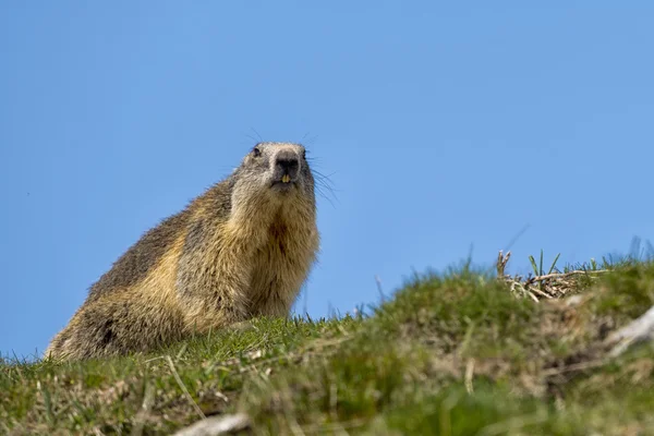 Um retrato de Marmot — Fotografia de Stock