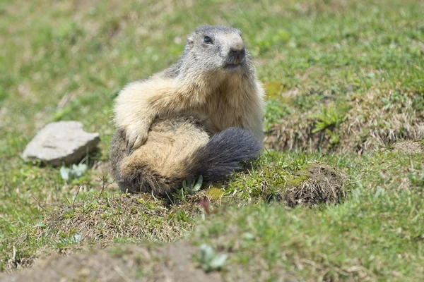 Marmotta isolata mentre pulisce — Foto Stock