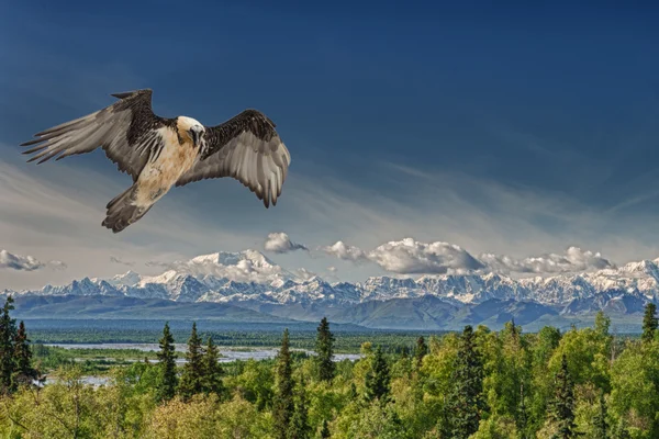 Lammergeyer gam buzzard — Stockfoto