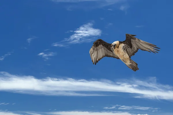 Lammergeyer Verge vautour — Photo