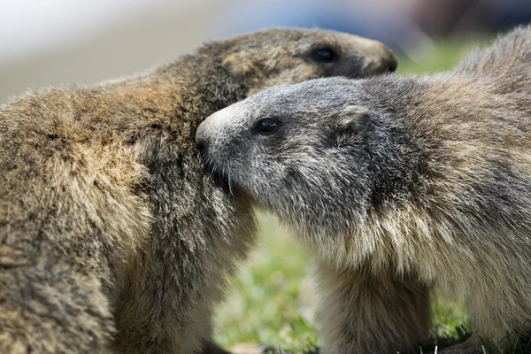 Dois Marmot enquanto joga — Fotografia de Stock