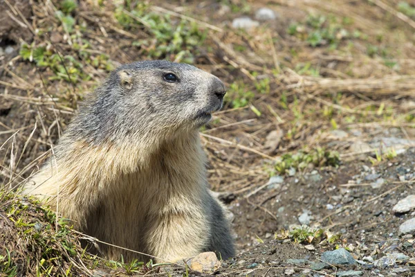 Zwei Murmeltiere stehend — Stockfoto