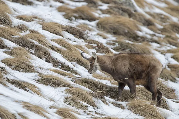 Kamzíci jelen hledá jídlo — Stock fotografie