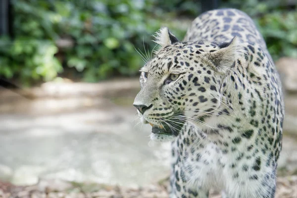 Jaguar Leopard chetaa Portrait — Stockfoto