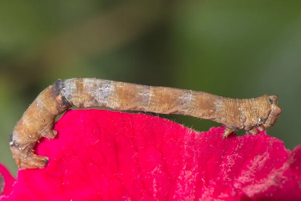 Oruga de gusano cankerworm en pétalo de rosa —  Fotos de Stock