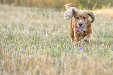 Senin için çalışan İngiliz köpek yavru horoz İspanyol