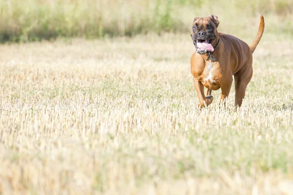 Um cachorro pugilista jovem enquanto corre — Fotografia de Stock