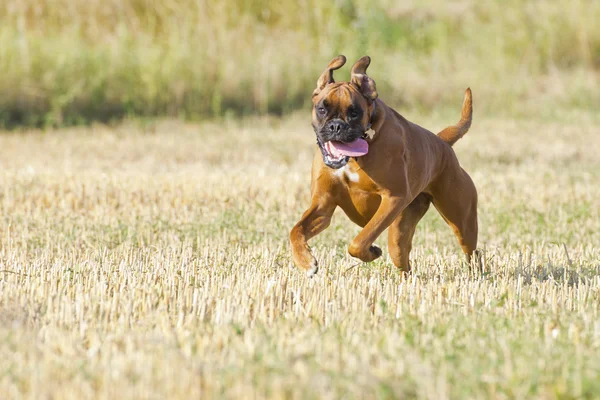 Um cachorro pugilista jovem enquanto corre — Fotografia de Stock