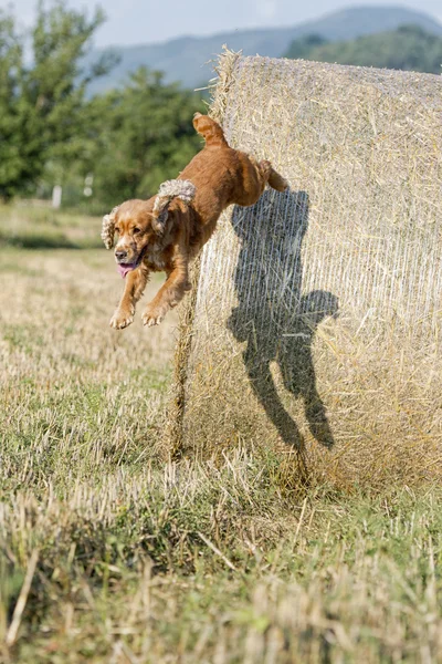 Cane cucciolo cocker spaniel salto da frumento — Foto Stock