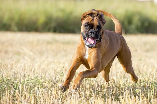 Um cachorro pugilista jovem enquanto corre — Fotografia de Stock