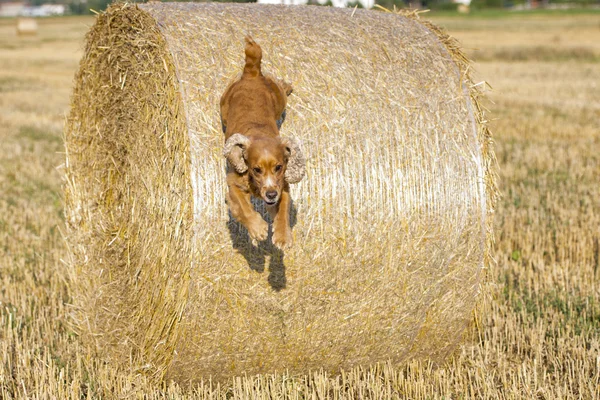 Hundvalp cocker spaniel hoppa från vete — Stockfoto