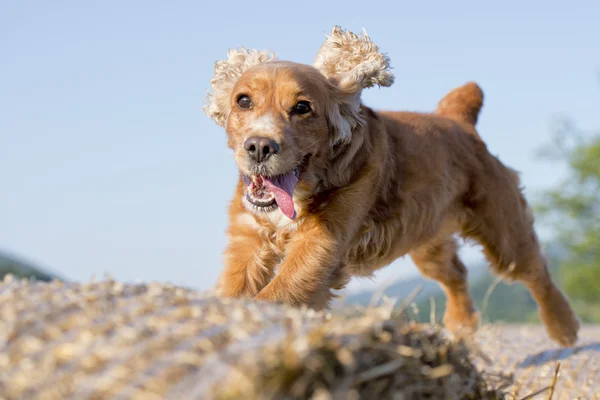 Cão cocker spaniel saltando de trigo — Fotografia de Stock