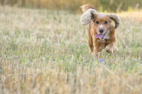Inglese cucciolo cocker spaniel running a voi — Foto Stock